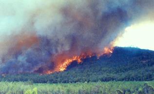 Bushfire 2003