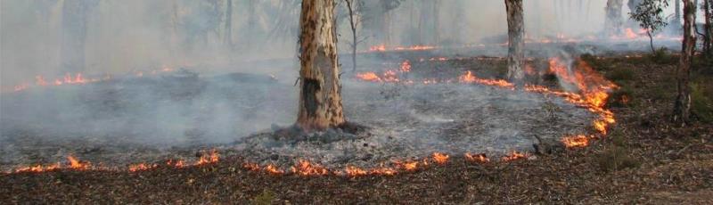 Prescribed burn bushfirefront
