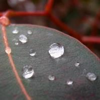 Water drops on gum leaf DO